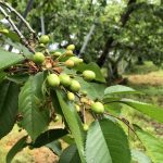 御予約受付を開始しました