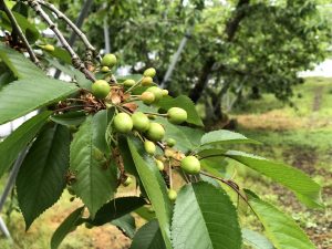 御予約受付を開始しました