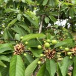 ６月１日より開園いたします