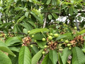 ６月１日より開園いたします