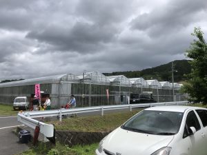 さくらんぼ狩り終了しました