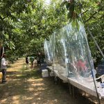 さくらんぼ狩り始めました