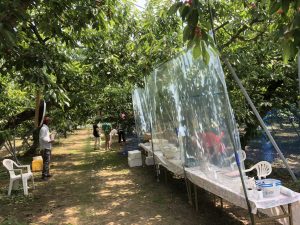 さくらんぼ狩り始めました